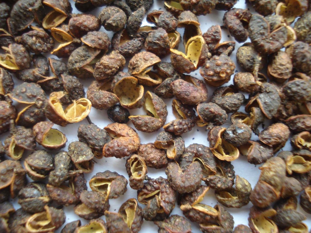 Pimienta from Nepal